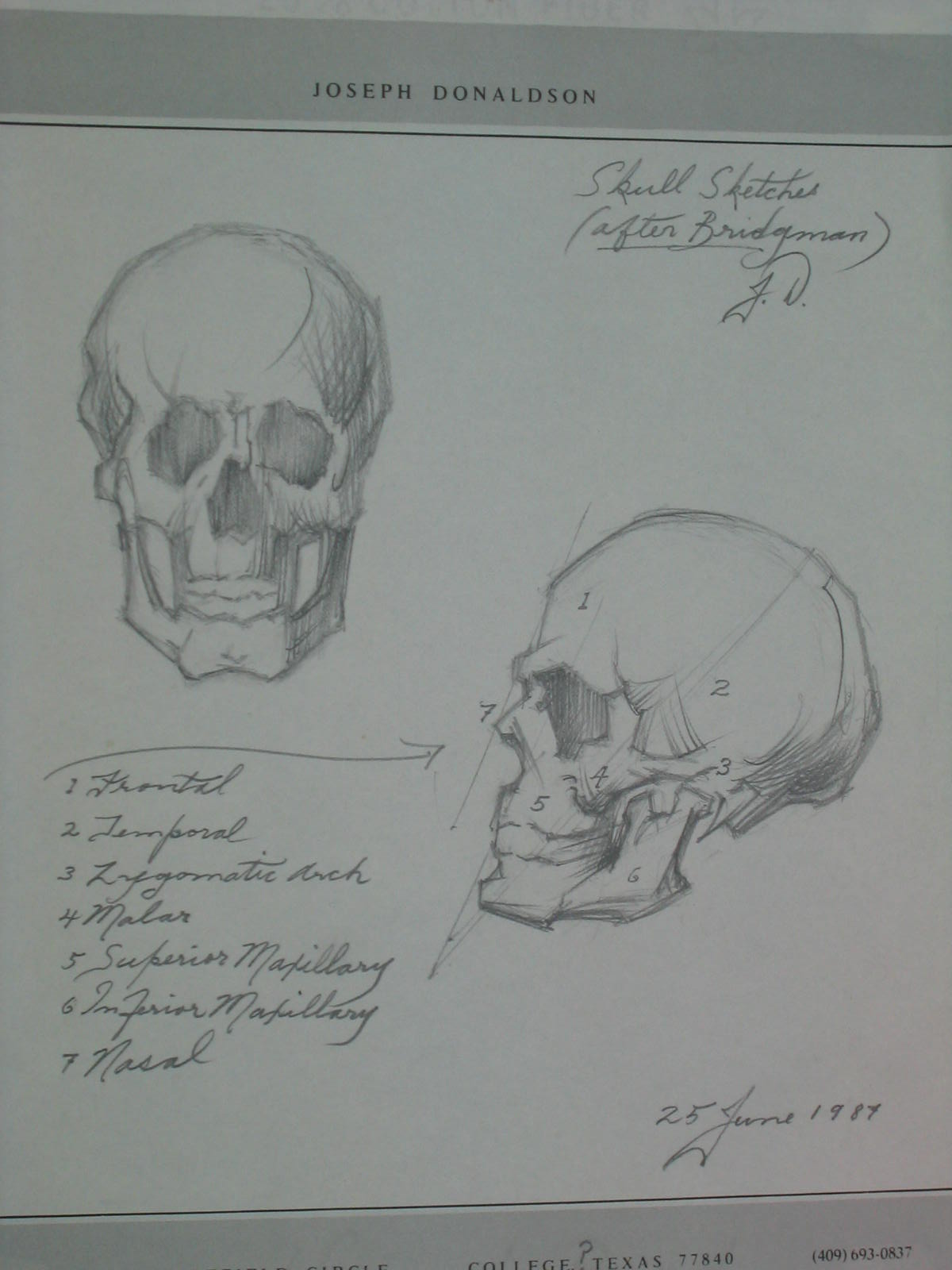 Skull Sketches