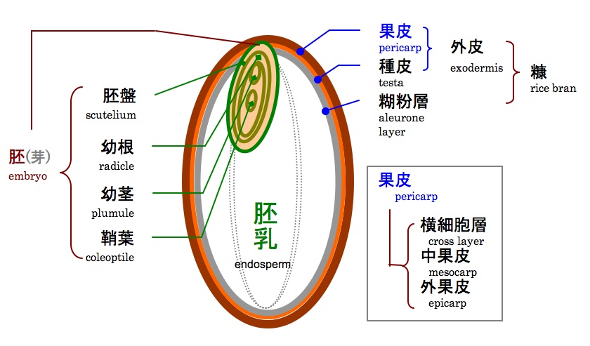 structure_kome