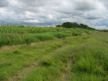 GLD09.jpg