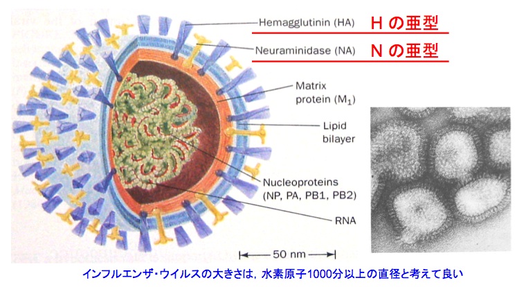 flu-A_virus.tiff